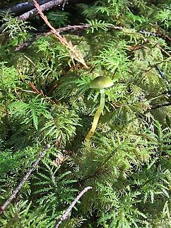 The color of light The color of light, water and chitin: the parrot waxy cap also occurs in North America Gliophorus psittacinus,Parrot Mushroom