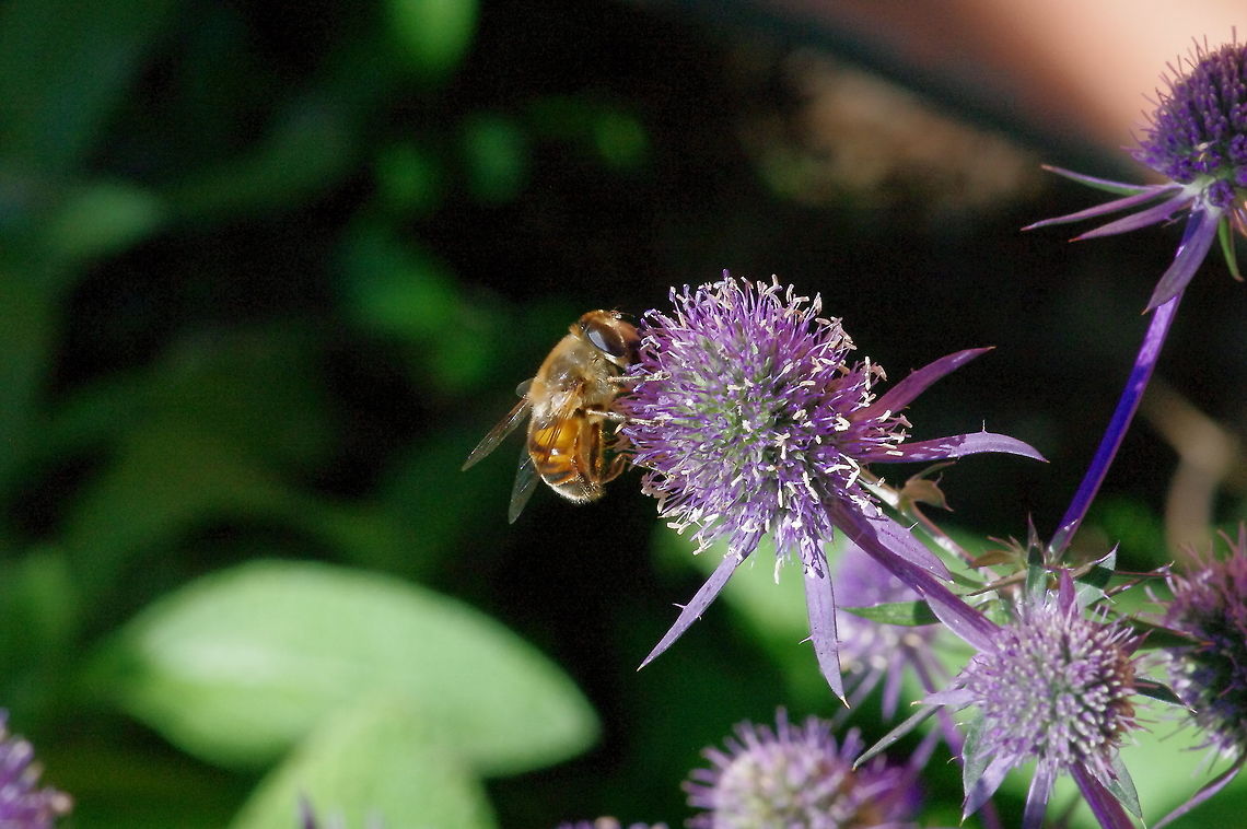 Drone fly on sea holly Lovely flower fly, Eristalis tenax (family Syrphidae) on Erygium planum (sometimes called Miss Wilmott&#039;s ghost) Common Drone Fly,Eristalis tenax,Fall,Geotagged,United States