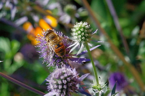 Late summer drone fly These friendly pollinators seem to like my late summer yard: Eristalis tenax (family Syrphidae) Common Drone Fly,Eristalis tenax,Fall,Geotagged,United States