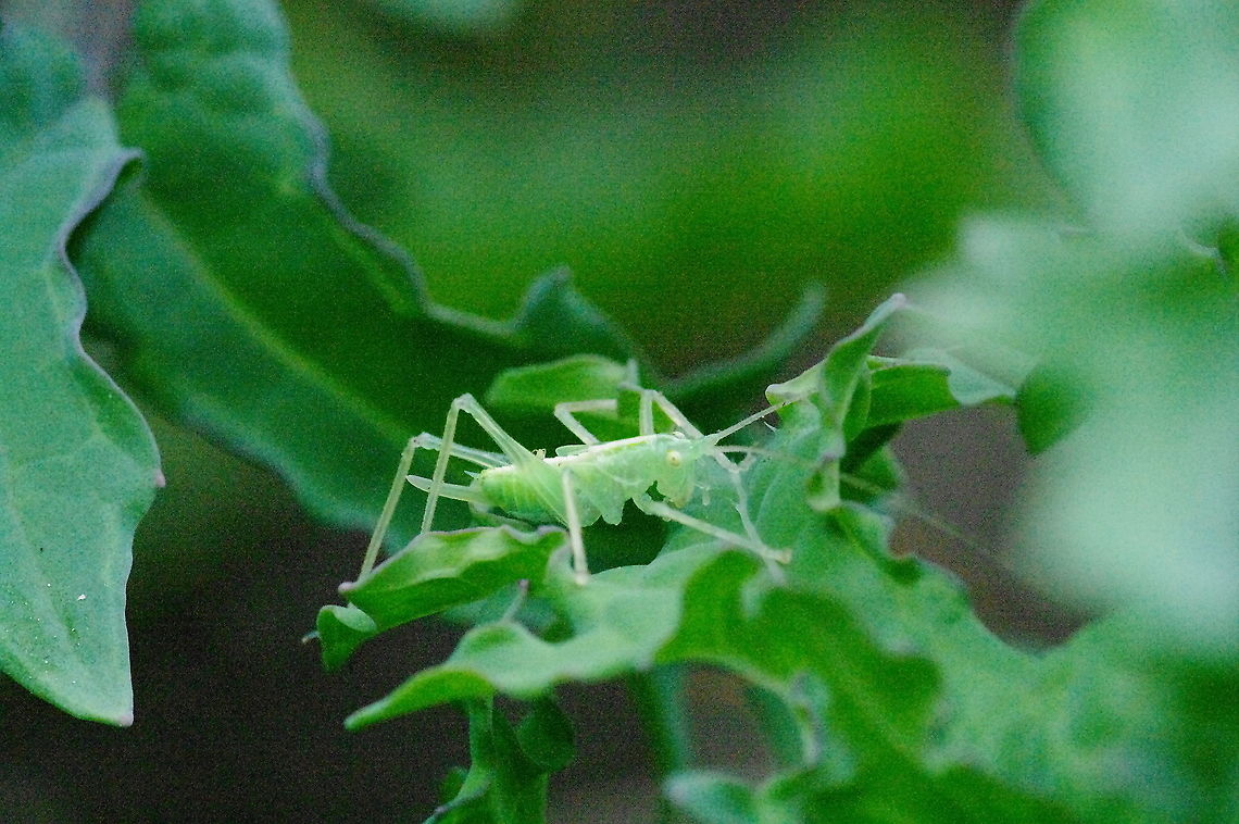 Drumming katydid Late summer katydid on artichoke leaf Drumming Katydid,Geotagged,Meconema thalassinum,Summer,United States