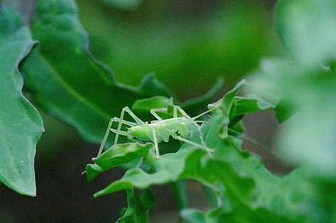 Drumming katydid Late summer katydid on artichoke leaf Drumming Katydid,Geotagged,Meconema thalassinum,Summer,United States