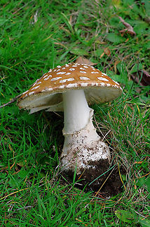 Fly Agaric The cap has faded to a lovely orange foil sheen on this Amanita muscaria. It is likely living, as a mycorrhizae, on the Douglas fir nearby. Amanita muscaria,Fall,Fly agaric,Geotagged,United States