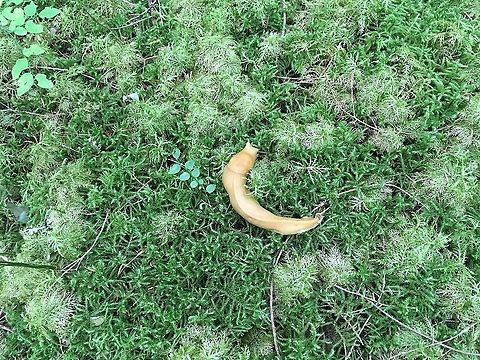 Young banana slug On the prowl for a mushroom: In step moss, lanky moss, red huckleberry Ariolimax Columbianus,Fall,Geotagged,Pacific banana slug,United States