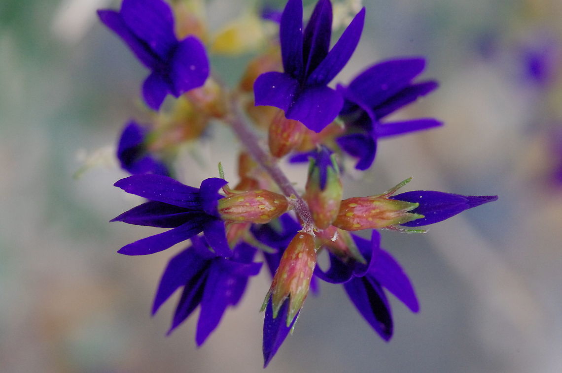 Desert beauty Indigo bush, in the pea family, this desert shrub fixes nitrogen Amorpha fruticosa,False Indigo Bush,Geotagged,Psorothamnus fremontii,Spring,United States
