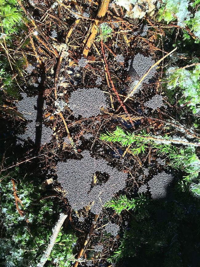 Snow flea A species of collembola, en masse. These were atop a shallow puddle of melted snow on the forest floor Geotagged,Hypogastrura nivicola,Podura aquatica,Snow flea,United States,Winter