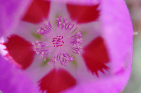 Desert five-spot From California's Death Valley. Ephemeral desert flowers bring joy all year Desert five-spot,Eremalche rotundifolia,Geotagged,Spring,United States