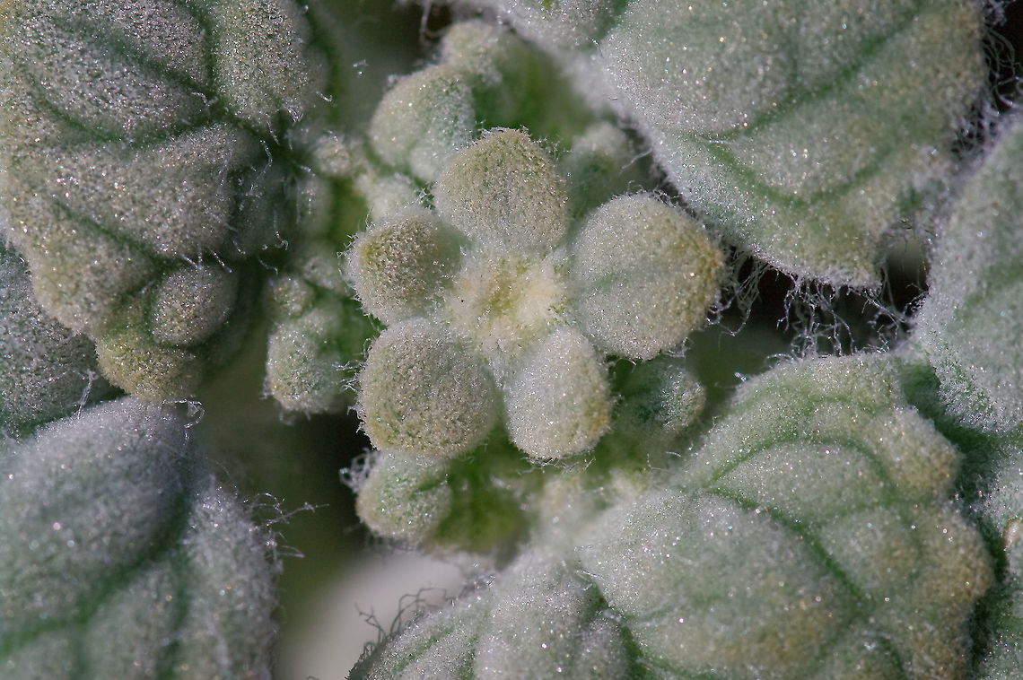 Desert velvet How do you survive the desert heat? This is how. Also known as turtleback, in the sunflower family, common in Death Valley and the Lake Mead regions of the Mojave Desert. Psathyrotes ramosissima