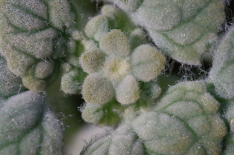 Desert velvet How do you survive the desert heat? This is how. Also known as turtleback, in the sunflower family, common in Death Valley and the Lake Mead regions of the Mojave Desert. Psathyrotes ramosissima