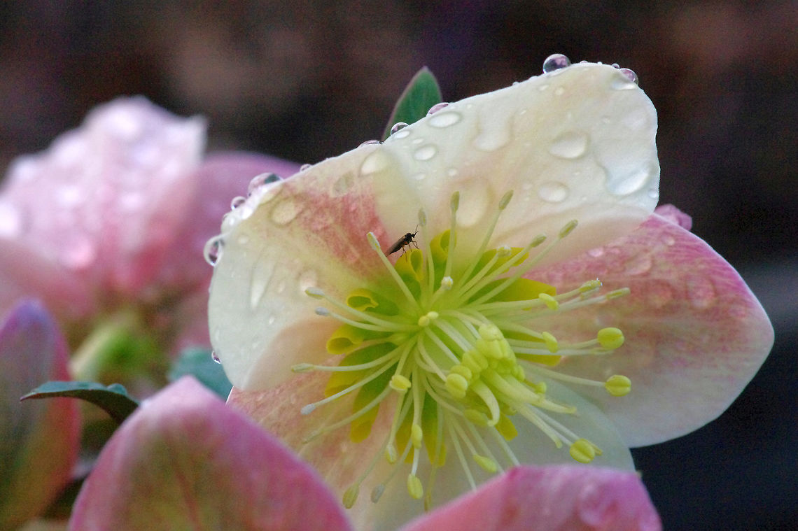 Fungus gnat (Sciaridae) on hellebore flower Dark-winged fungus gnat (family Sciaridae) Geotagged,Sciaridae,United States,Winter