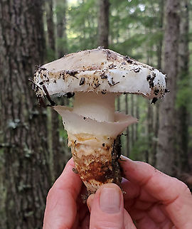 American matsutake Found in early November, old-growth mid-elevation Douglas fir-spruce-hemlock.  Fall,Geotagged,Tricholoma murrillianum,United States