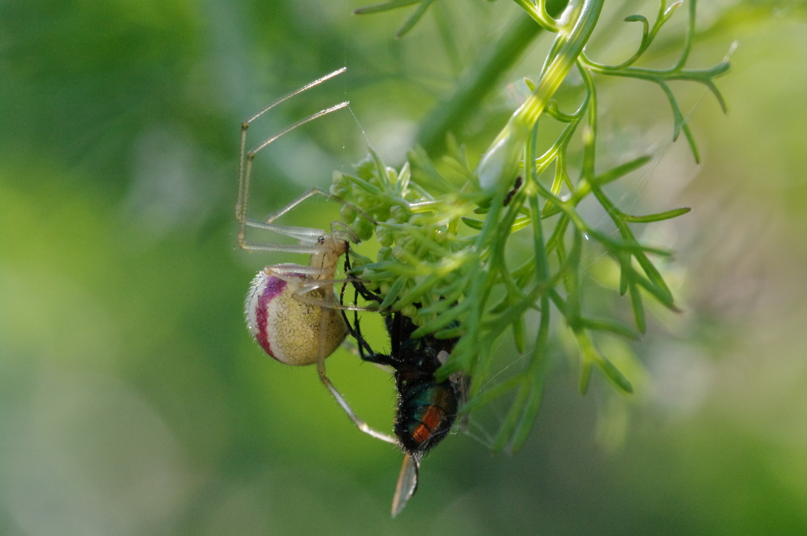 Candy-striped spider Enoplognatha ovata with housefly prey on coriander Common Candy-striped Spider,Enoplognatha ovata,Geotagged,Summer,United States
