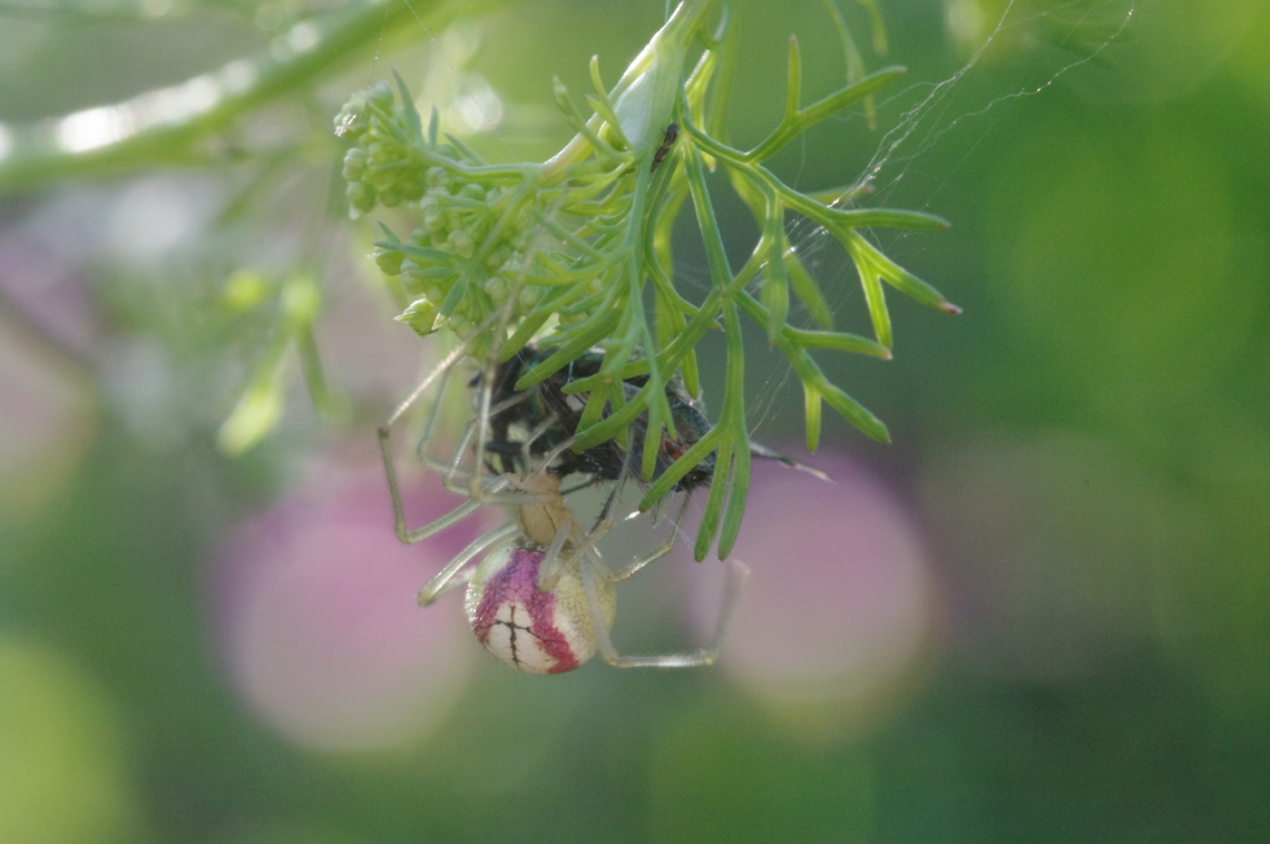 Candy striped, but there's a cross there too Enoplognatha ovata on coriander Common Candy-striped Spider,Enoplognatha ovata,Geotagged,Summer,United States