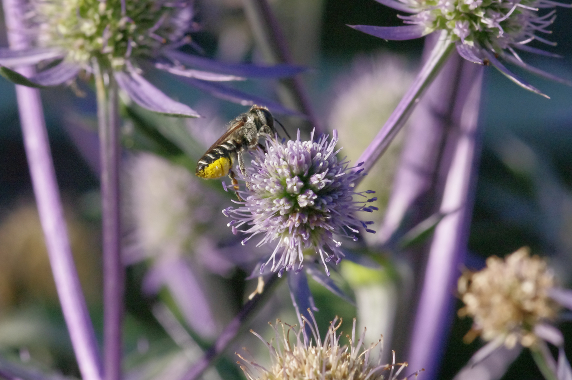 Hairy-belly bee One of this group, also known as leafcutter bees. A summertime solitary-nesting bee. Alfalfa Leafcutter Bee,Geotagged,Megachile rotundata,Summer,United States