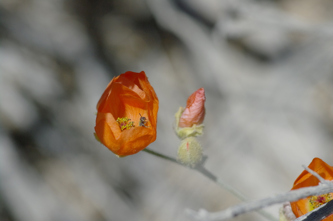 Globe mallow bee home Globe mallow in Death Valley, California Desert globemallow,Geotagged,Sphaeralcea ambigua,Spring,United States