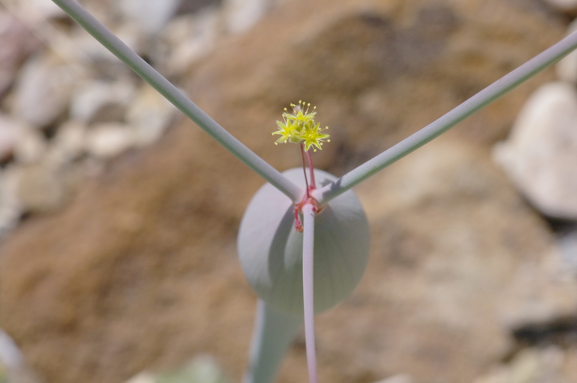 Desert trumpet, "come hither" April, Death Valley National Park Desert trumpet,Eriogonum inflatum,Geotagged,Spring,United States