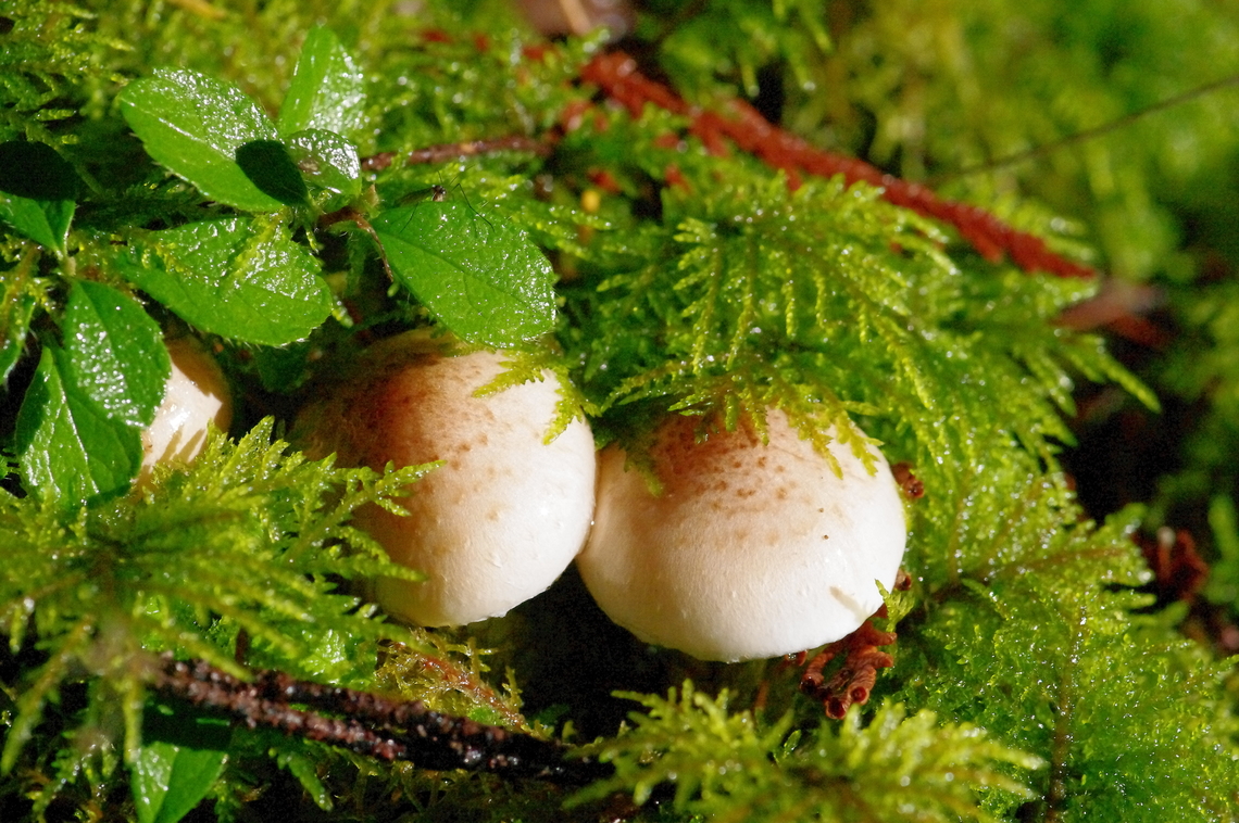 Decorated Pholiotas peep out from the moss  Fall,Geotagged,Pholiota decorata,United States