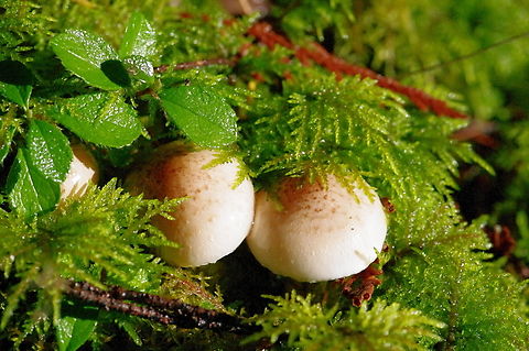 Decorated Pholiotas peep out from the moss  Fall,Geotagged,Pholiota decorata,United States