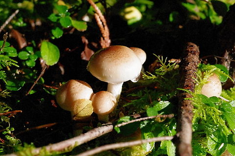 Pholiota decorata mushrooms in the Chuckanuts Habitat, mixed coniferous forest, growing on medium size partially buried conifer branches Fall,Geotagged,Pholiota decorata,United States
