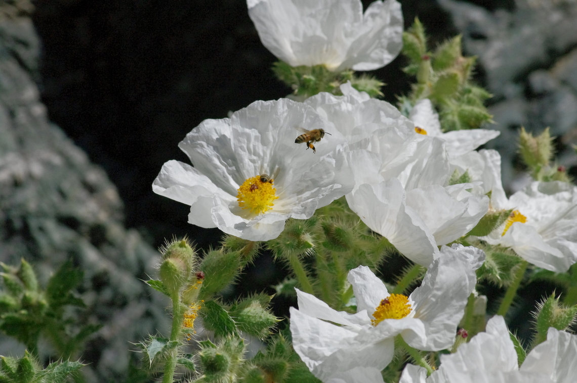 Prickly poppy and honey bees Springtime blooms in a Mojave desert canyon, Death Valley National Park, California Argemone albiflora,Geotagged,Spring,United States,White prickly poppy