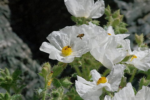 Prickly poppy and honey bees Springtime blooms in a Mojave desert canyon, Death Valley National Park, California Argemone albiflora,Geotagged,Spring,United States,White prickly poppy