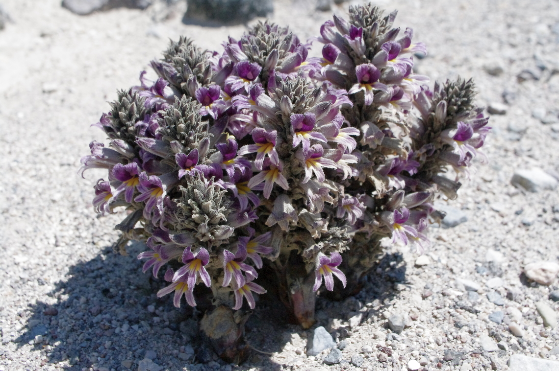 Cooper's broom-rape This plant is a root parasite on desert shrubs including burrobush, brittlebush, and likely creosote, Death Valley NP, California Geotagged,Orobanche cooperi,Spring,United States