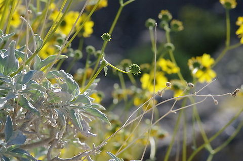 Incienso Fragrant and beautiful. "Fossilized pack-rat midden data indicate the presence of brittlebush in the southern Mojave Desert 9,500 years ago." (Mojave Desert Wildflowers). Death Valley National Park, California Encelia farinosa,Geotagged,Spring,United States
