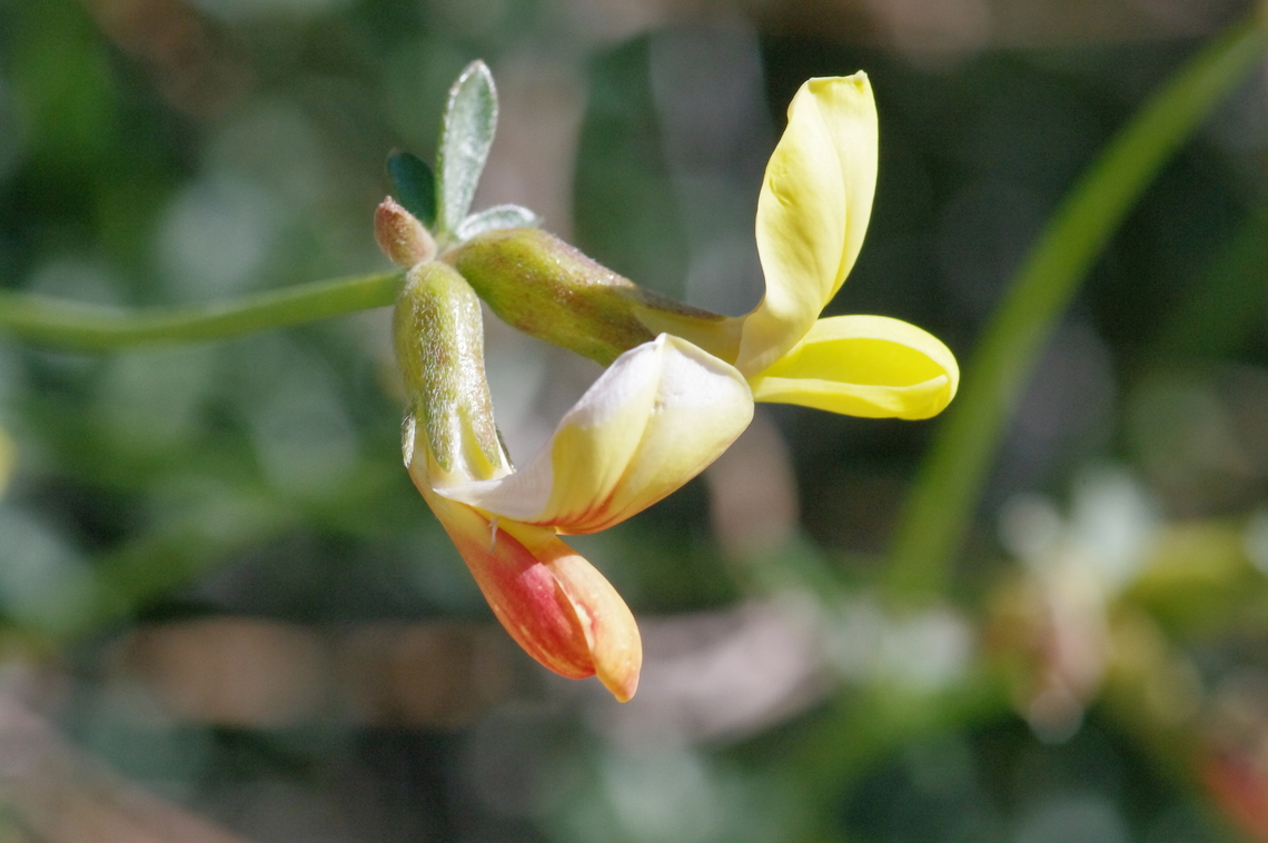 Desert rock-pea In rocky creosote bush scrub and pinyon-juniper woodland, Death Valley National Park, California. A woody, nitrogen-fixing perennial.  Acmispon rigidus,Geotagged,Spring,United States