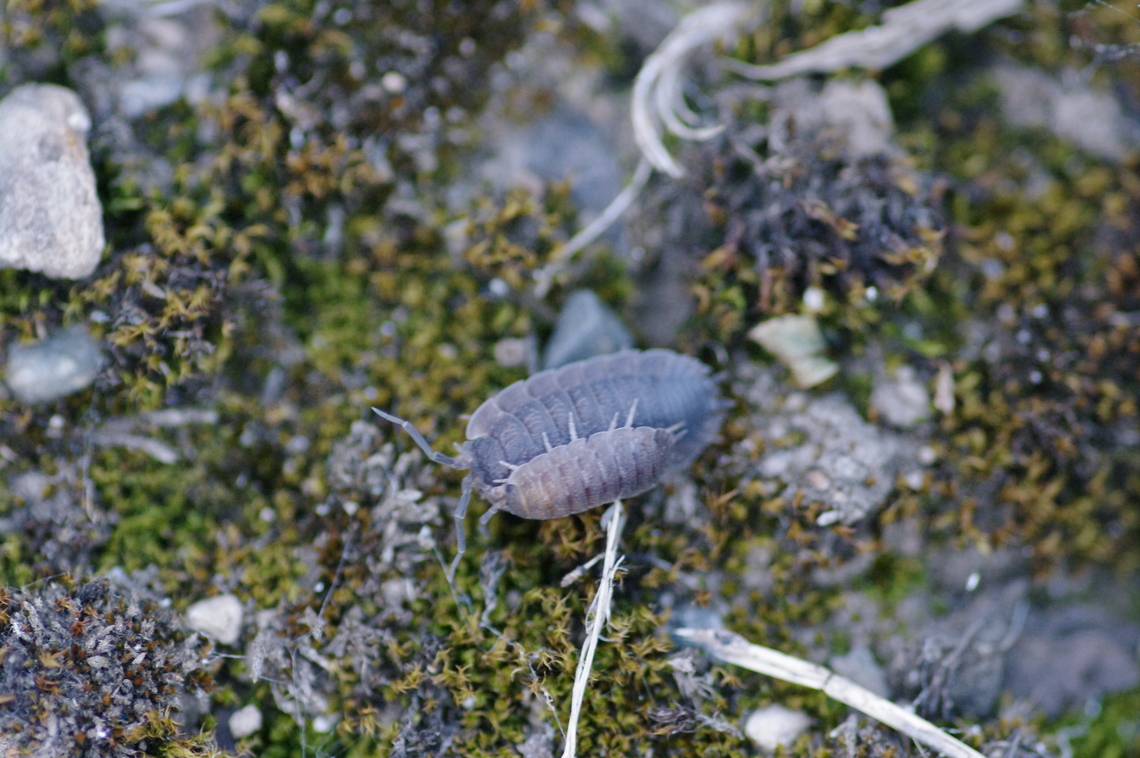 Roly-polies I love the Devon, England, word for them: chiggy pigs Common Shiny Woodlouse,Geotagged,Oniscus asellus,Summer,United States