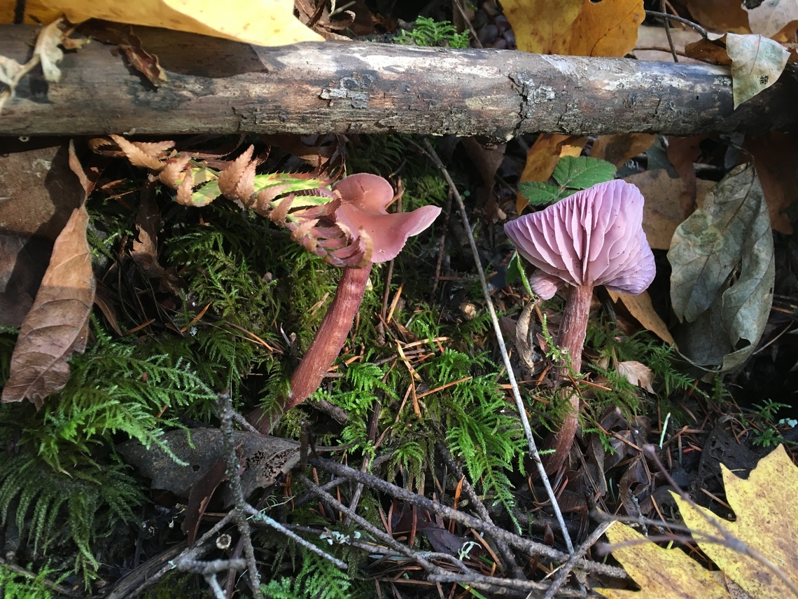 Amethyst laccaria Possibly Laccaria bicolor. Amethyst Deceiver,Fall,Geotagged,Laccaria amethystina,United States