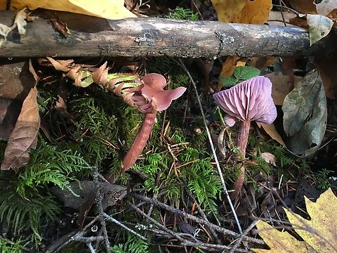 Amethyst laccaria Possibly Laccaria bicolor. Amethyst Deceiver,Fall,Geotagged,Laccaria amethystina,United States