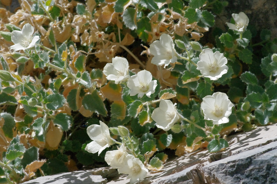 Rock nettle Loasa Family, Mojave desert, Death Valley National Park, California Desert rock nettle,Eucnide urens,Geotagged,Spring,United States