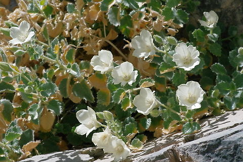 Rock nettle Loasa Family, Mojave desert, Death Valley National Park, California Desert rock nettle,Eucnide urens,Geotagged,Spring,United States
