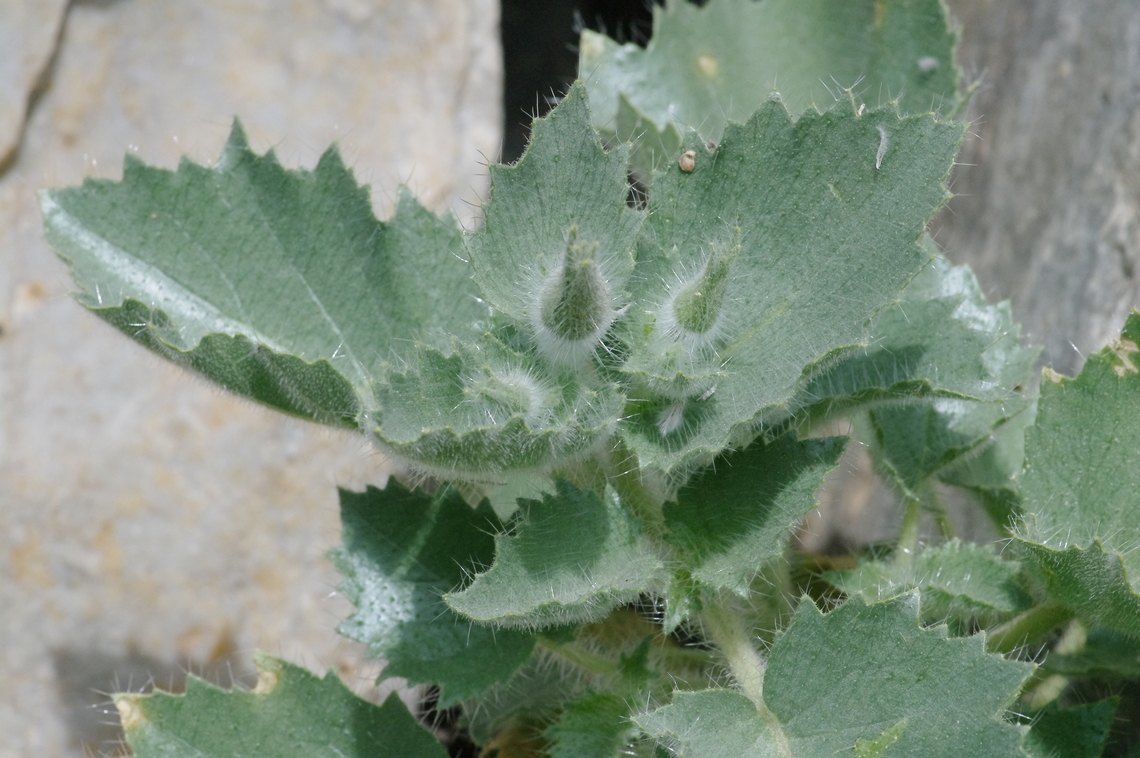Rock nettle foliage and buds Death Valley NP, CA, USA Desert rock nettle,Eucnide urens,Geotagged,Spring,United States