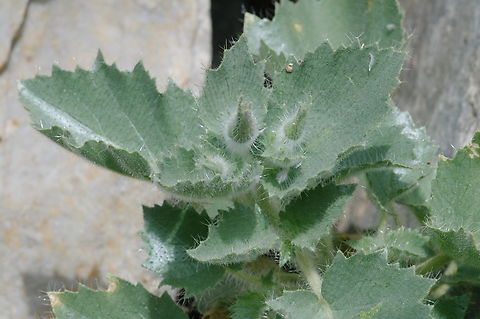 Rock nettle foliage and buds Death Valley NP, CA, USA Desert rock nettle,Eucnide urens,Geotagged,Spring,United States