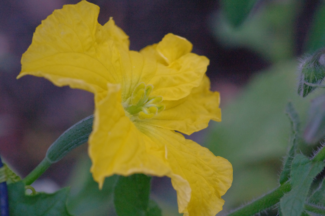 Luffa Luffa, or loofah, grown out from seeds from Miyama, Japan Geotagged,Luffa cylindrica,Sponge gourd,Summer,United States