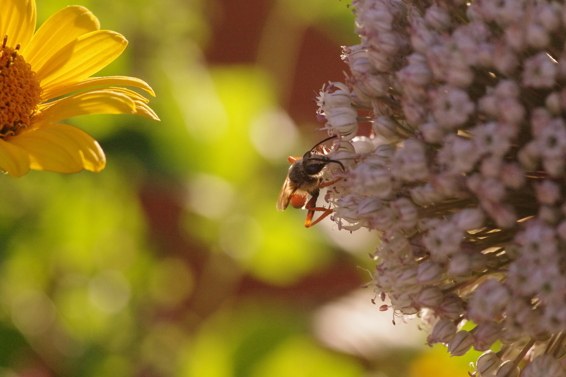 Great golden digger wasp On flowering garden leek Geotagged,Great golden digger wasp,Sphex ichneumoneus,Summer,United States