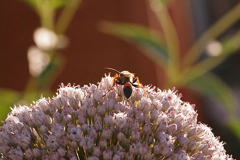 Great golden digger wasp On garden leek flower head Geotagged,Great golden digger wasp,Sphex ichneumoneus,Summer,United States