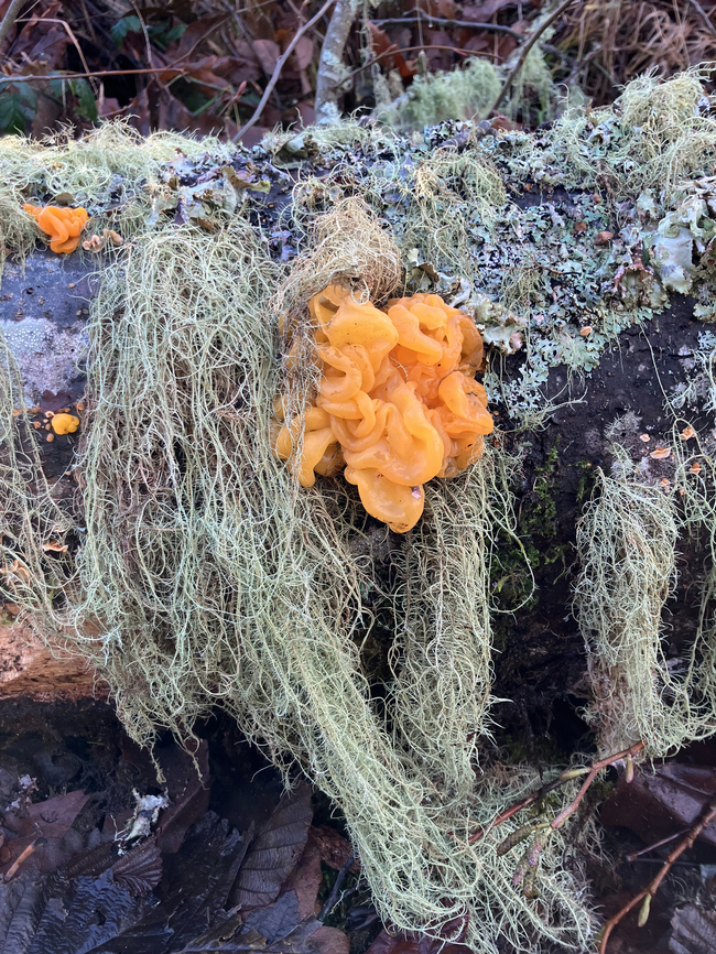 Orange-folded jelly fungus, Dacrymycetes chrysospermus Sometimes called witches butter, on conifer log Dacrymyces chrysospermus,Fall,Geotagged,Orange Jelly Spot,United States