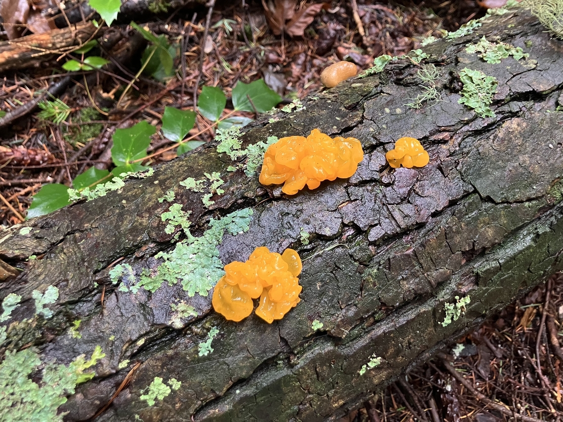Dacrymycetes chrysospermus Witches butter on conifer Dacrymyces chrysospermus,Dacrymycetes chrysospermus,Geotagged,United States,Winter