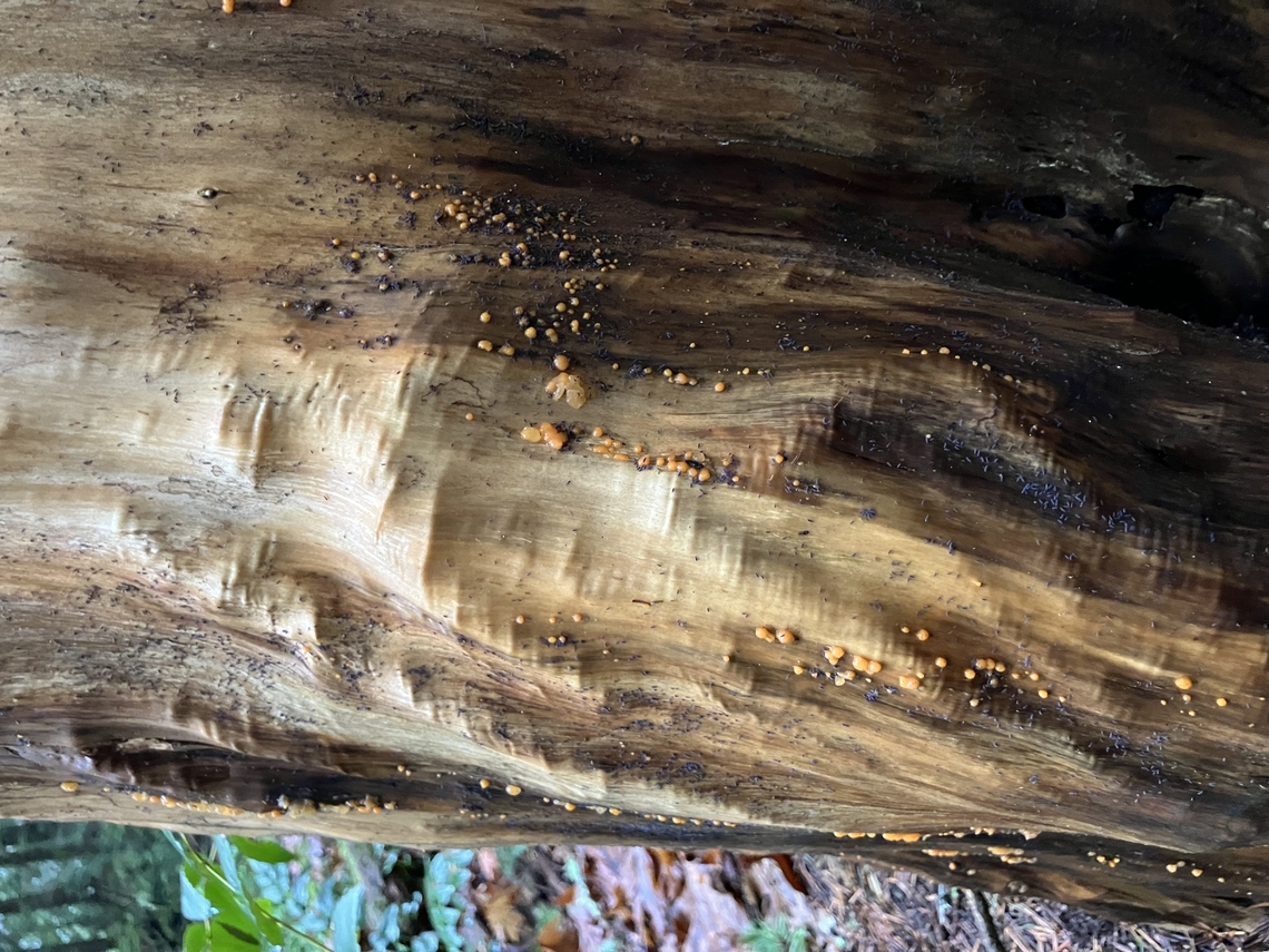 Dacrymycetes stillatus Tiny jelly cushions, on western red cedar. Zoom in to see blue-black, fungus Collembola! Common Jellyspot,Dacrymyces stillatus,Geotagged,United States,Winter