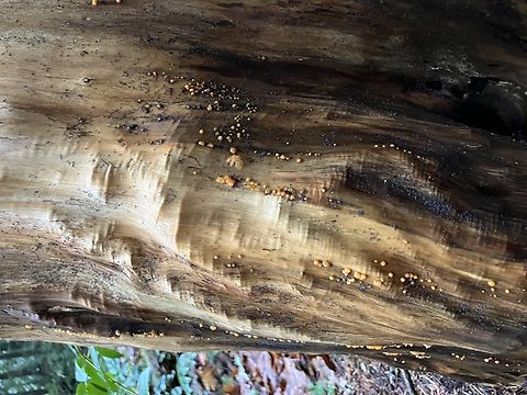 Dacrymycetes stillatus Tiny jelly cushions, on western red cedar. Zoom in to see blue-black, fungus Collembola! Common Jellyspot,Dacrymyces stillatus,Geotagged,United States,Winter