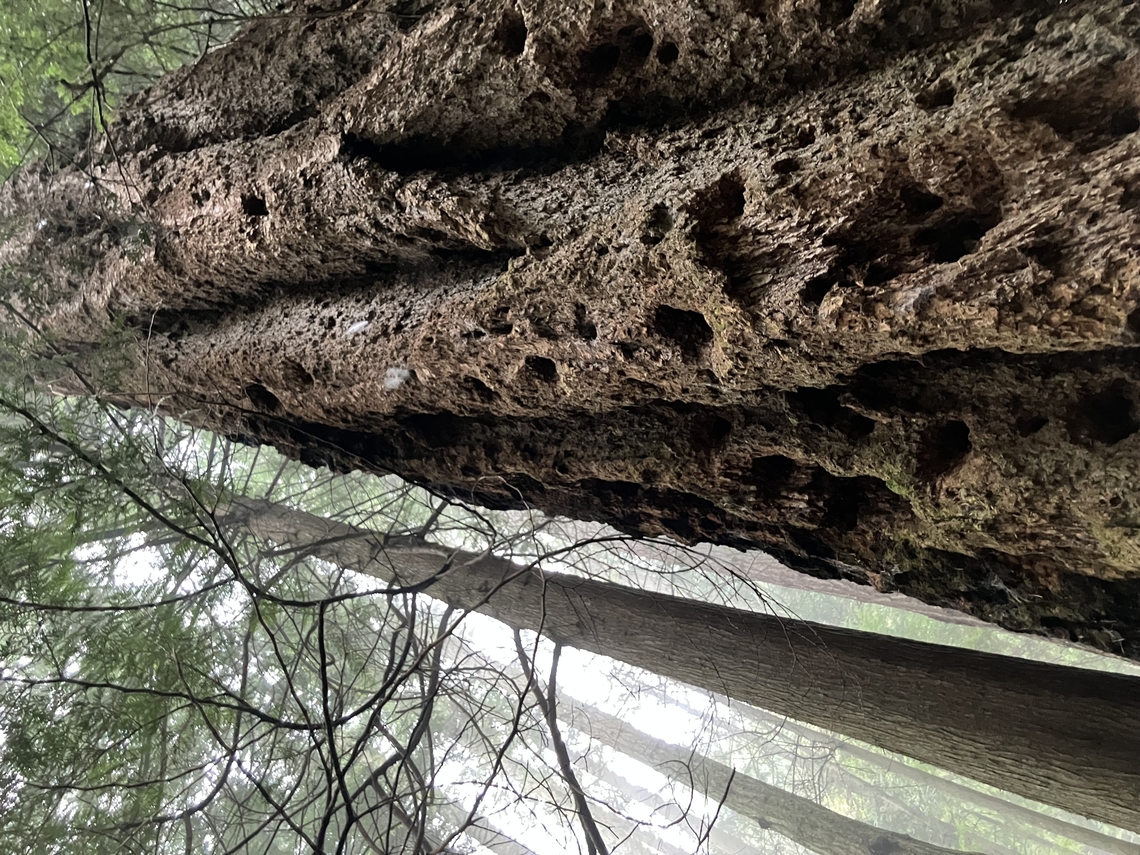 Stalwart Doug Old Douglas fir in middle-aged coastal PNW forest. The thick bark resists fire. Douglas fir,Geotagged,Pseudotsuga menziesii,United States,Winter
