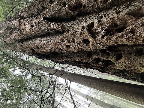 Stalwart Doug Old Douglas fir in middle-aged coastal PNW forest. The thick bark resists fire. Douglas fir,Geotagged,Pseudotsuga menziesii,United States,Winter
