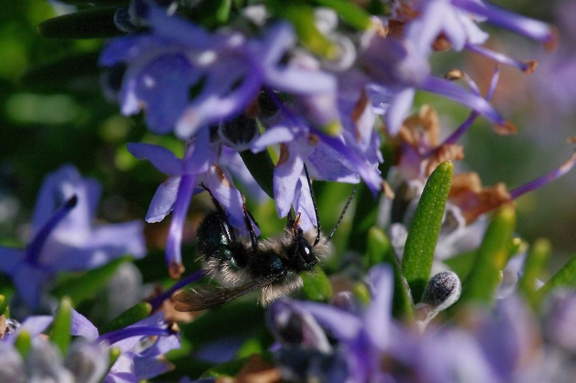 Osmia lignaria, Orchard mason bee, on rosemary, Rosmarinus officinalis  Geotagged,Osmia lignaria,Spring,United States,bee,mason bee