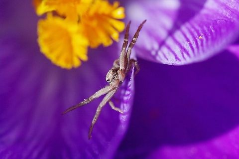 Crab spider on spring crocus A crab spider awaits dinner on these late-winter blooming Dutch crocus. The mason bees had not yet emerged but the crocus were planted in the yard as food for emerging brood. Crab spider,Crocus vernus,Geotagged,United States,Winter,northwestern United States