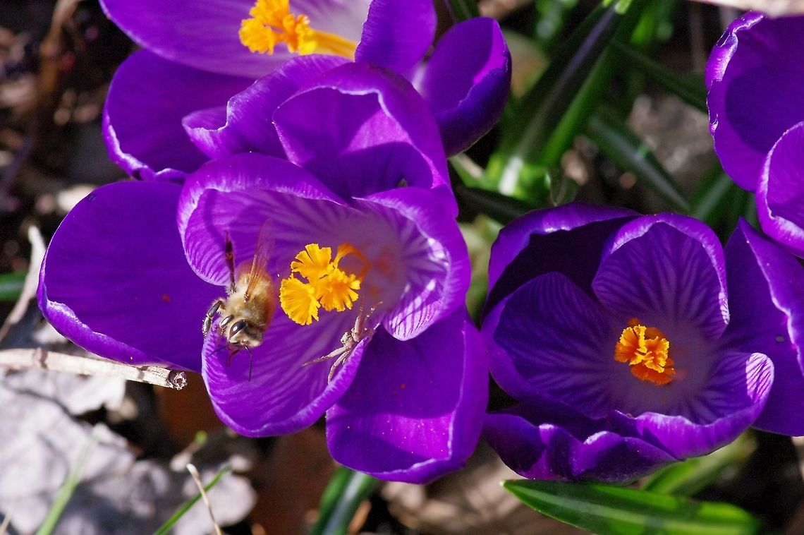 Crab spider and honey bee on spring crocus Passion for wildlife watching is a human trait. For photos, capturing interactions among species are the best moments. Crocus vernus,European honey bee,Geotagged,United States,Winter,crab spider