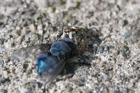 Zebra jumping spider in action A small fierce hunter proves that size is relative. Blue bottle fly,Geotagged,Salticus scenicus,United States,Winter,Zebra spider,northwestern United States