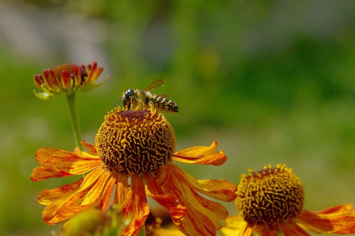 Pugnacious leaf-cutter bee Megachile pugnata pomonae on Helenium Geotagged,Megachile pugnata,Summer,United States