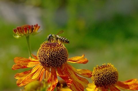 Pugnacious leaf-cutter bee Megachile pugnata pomonae on Helenium Geotagged,Megachile pugnata,Summer,United States