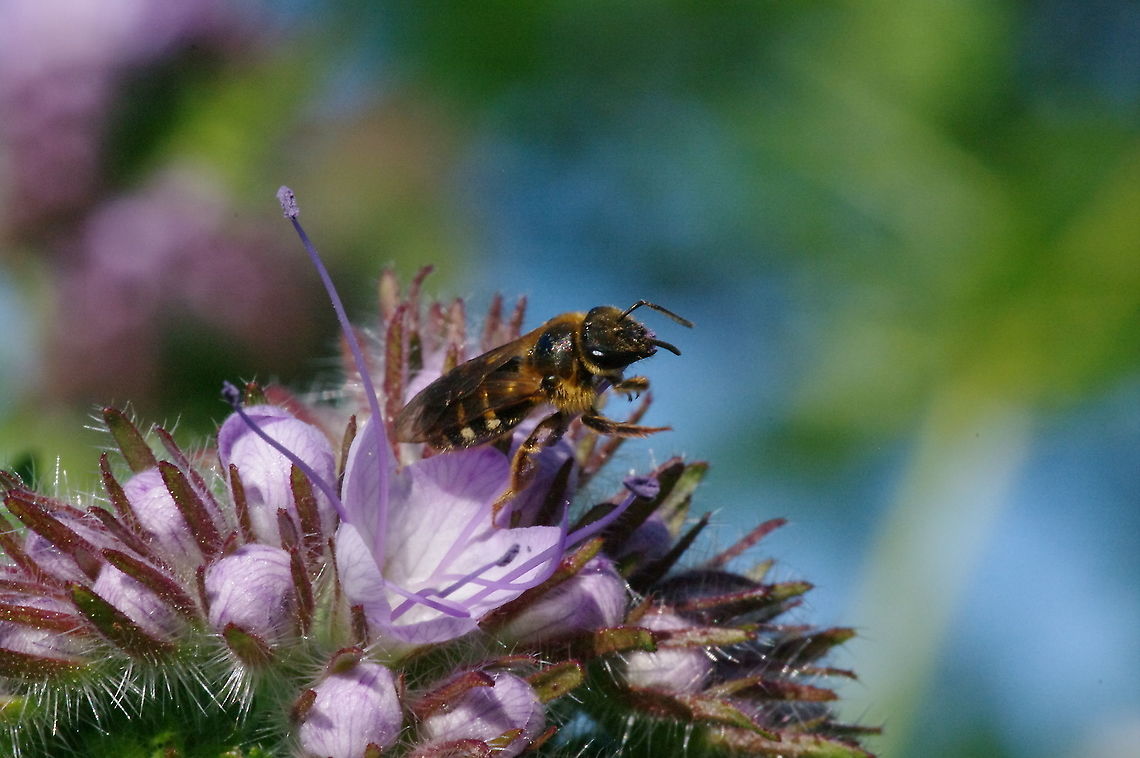 Large sweat bee, contemplating Halictus rubicundus on Phacelia tanacetifolia, bee&#039;s friend Geotagged,Halictus rubicundus,Spring,United States
